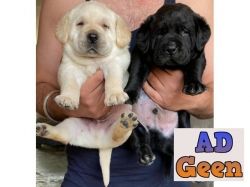 7597972222 Buy and Sell Dogs and Puppies Online in Jaipur